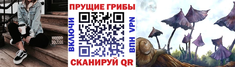 Галлюциногенные грибы Psilocybine cubensis  Купить  Боровичи 